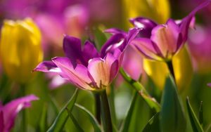 Preview wallpaper flowers, buds, plant, petals