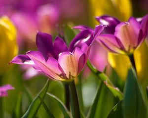 Preview wallpaper flowers, buds, plant, petals