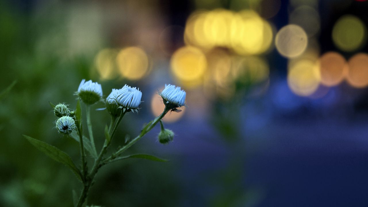 Wallpaper flowers, buds, plants, blur