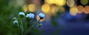 Preview wallpaper flowers, buds, plants, blur