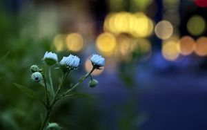 Preview wallpaper flowers, buds, plants, blur