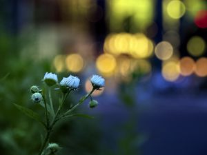 Preview wallpaper flowers, buds, plants, blur