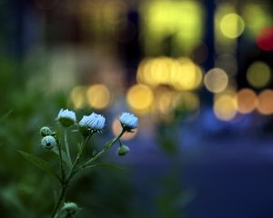 Preview wallpaper flowers, buds, plants, blur