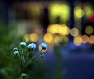 Preview wallpaper flowers, buds, plants, blur