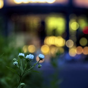 Preview wallpaper flowers, buds, plants, blur