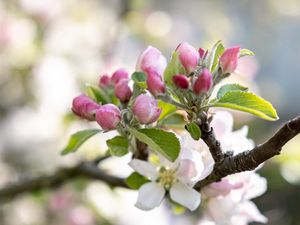 Preview wallpaper flowers, buds, spring, branch, bloom, blur