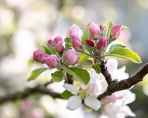 Preview wallpaper flowers, buds, spring, branch, bloom, blur