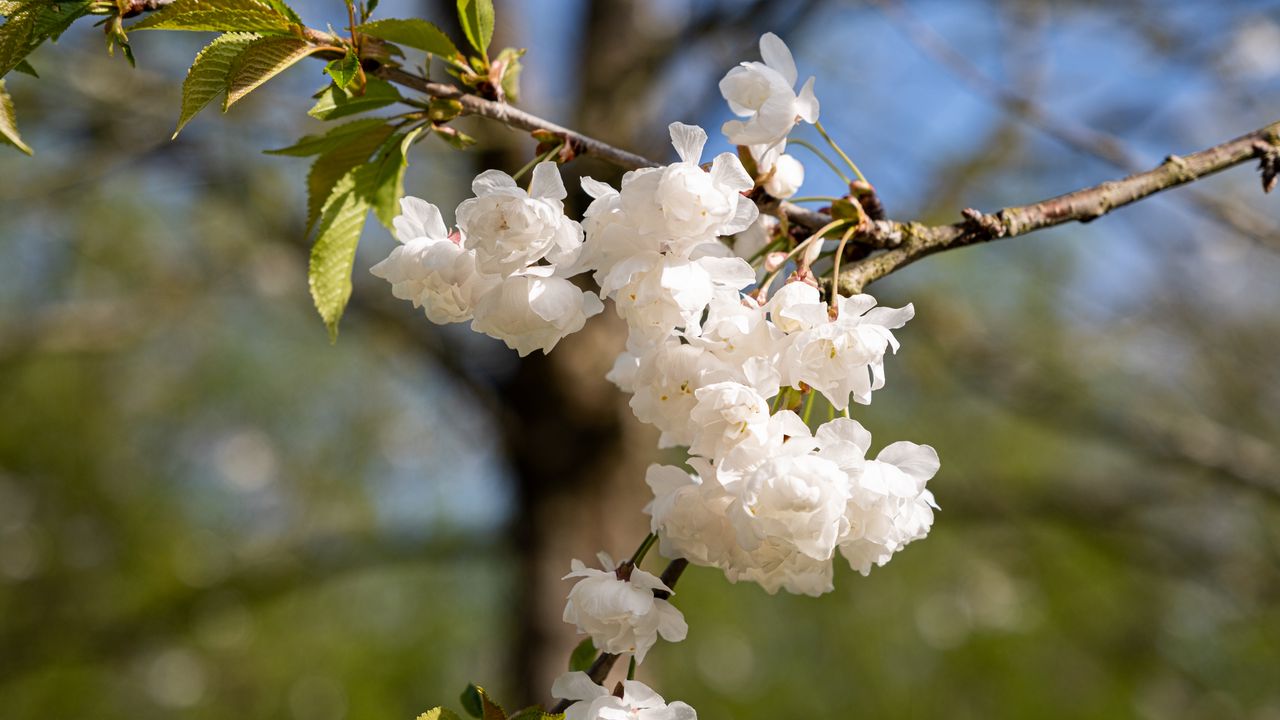 Wallpaper flowers, buds, spring, bloom, white