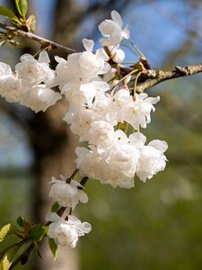 Preview wallpaper flowers, buds, spring, bloom, white