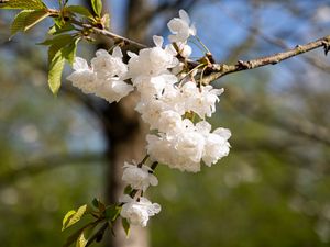 Preview wallpaper flowers, buds, spring, bloom, white