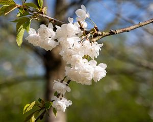 Preview wallpaper flowers, buds, spring, bloom, white