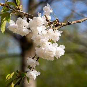 Preview wallpaper flowers, buds, spring, bloom, white