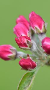 Preview wallpaper flowers, buds, spring, leaves, blur