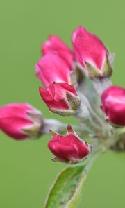 Preview wallpaper flowers, buds, spring, leaves, blur