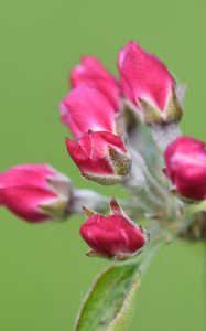 Preview wallpaper flowers, buds, spring, leaves, blur