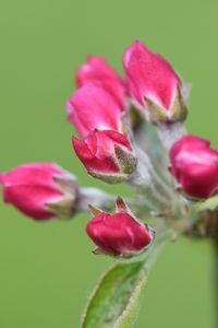 Preview wallpaper flowers, buds, spring, leaves, blur