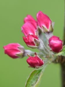 Preview wallpaper flowers, buds, spring, leaves, blur