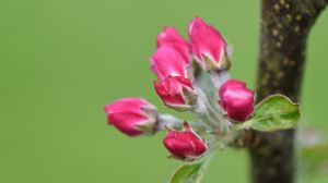 Preview wallpaper flowers, buds, spring, leaves, blur