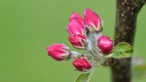 Preview wallpaper flowers, buds, spring, leaves, blur