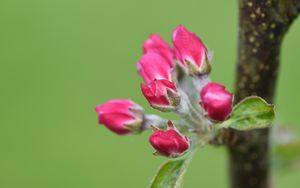 Preview wallpaper flowers, buds, spring, leaves, blur