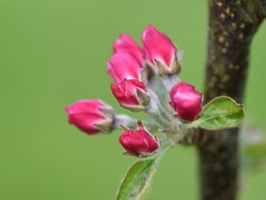 Preview wallpaper flowers, buds, spring, leaves, blur