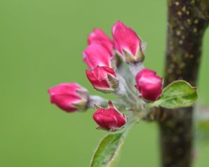 Preview wallpaper flowers, buds, spring, leaves, blur