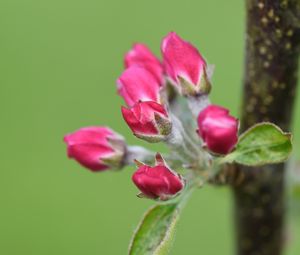 Preview wallpaper flowers, buds, spring, leaves, blur