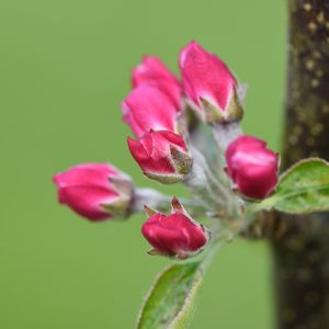 Preview wallpaper flowers, buds, spring, leaves, blur