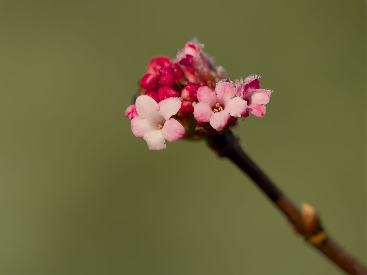 1280x960 Wallpaper flowers, buds, spring, petals, pink