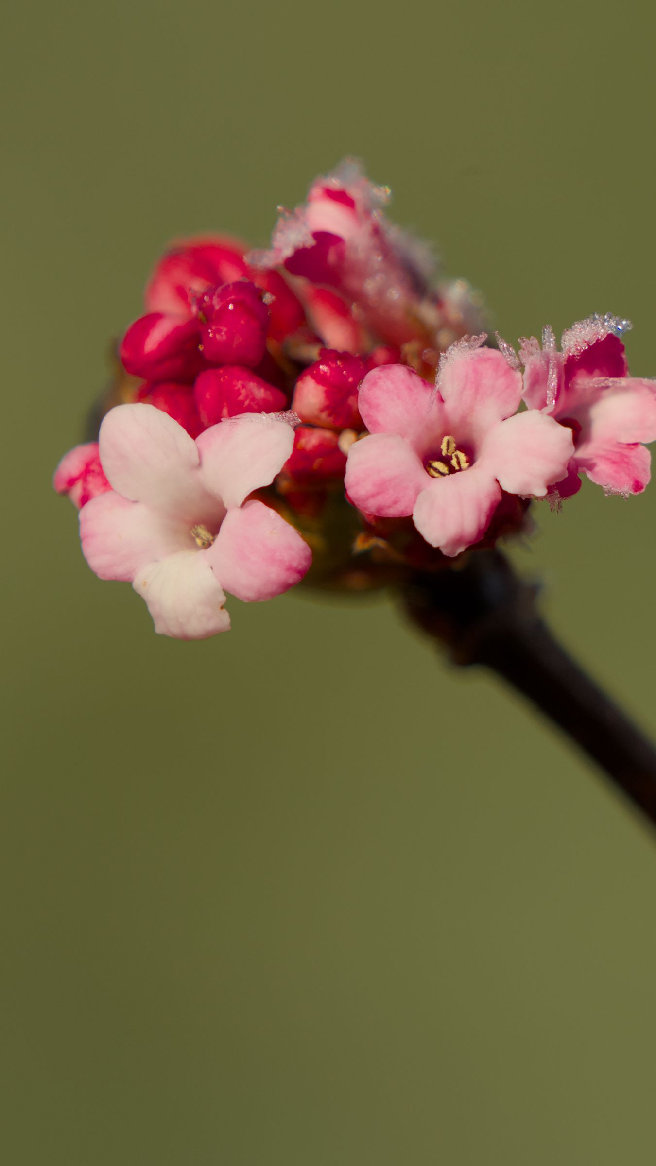 1350x2400 Wallpaper flowers, buds, spring, petals, pink
