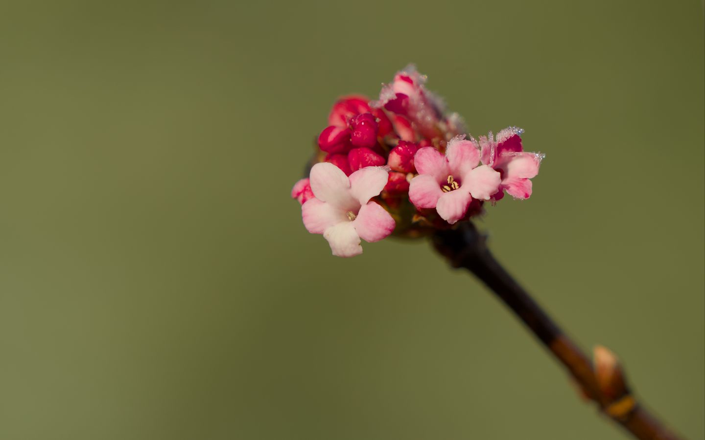 1440x900 Wallpaper flowers, buds, spring, petals, pink