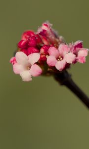 Preview wallpaper flowers, buds, spring, petals, pink