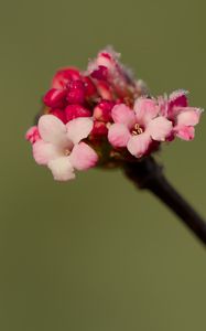Preview wallpaper flowers, buds, spring, petals, pink