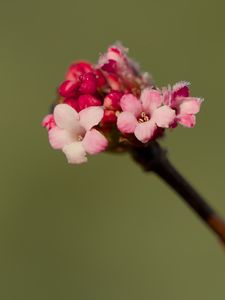 Preview wallpaper flowers, buds, spring, petals, pink