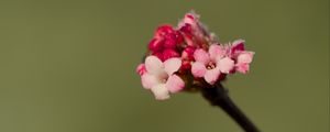 Preview wallpaper flowers, buds, spring, petals, pink