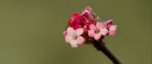 Preview wallpaper flowers, buds, spring, petals, pink