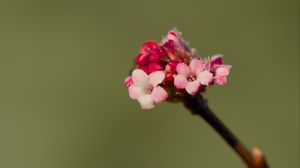 Preview wallpaper flowers, buds, spring, petals, pink