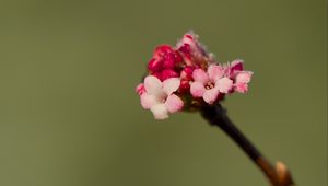 Preview wallpaper flowers, buds, spring, petals, pink