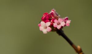 Preview wallpaper flowers, buds, spring, petals, pink