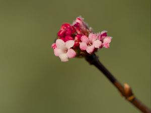 Preview wallpaper flowers, buds, spring, petals, pink