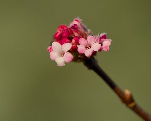 Preview wallpaper flowers, buds, spring, petals, pink