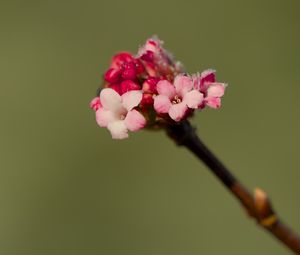 Preview wallpaper flowers, buds, spring, petals, pink