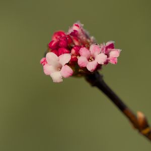 Preview wallpaper flowers, buds, spring, petals, pink