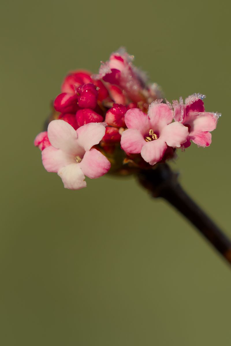 800x1200 Wallpaper flowers, buds, spring, petals, pink