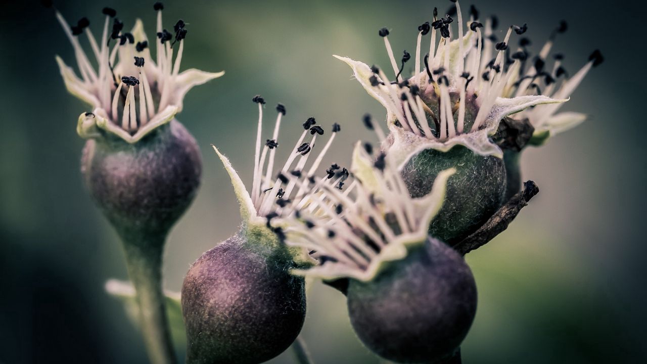 Wallpaper flowers, buds, thorns, stems