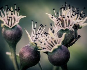 Preview wallpaper flowers, buds, thorns, stems