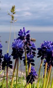 Preview wallpaper flowers, buds, water, nature