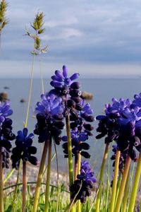 Preview wallpaper flowers, buds, water, nature