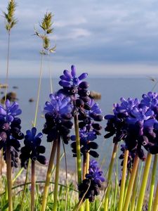 Preview wallpaper flowers, buds, water, nature