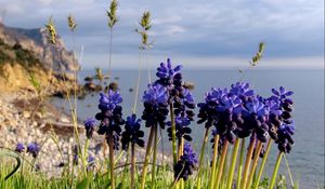 Preview wallpaper flowers, buds, water, nature